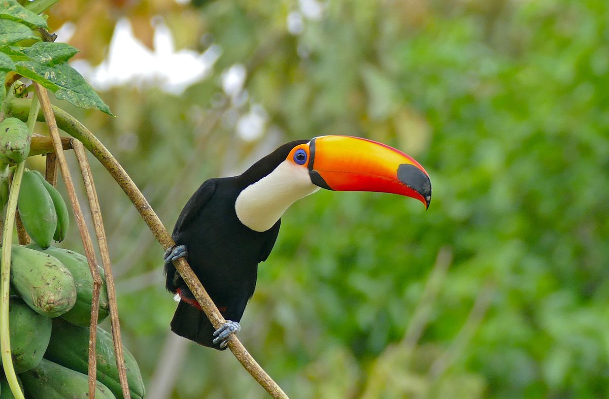 toucan